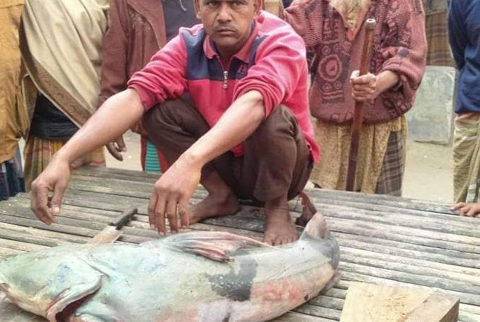 জেলের জালে ধরা পড়ল ১৬ কেজির বাঘাইড়