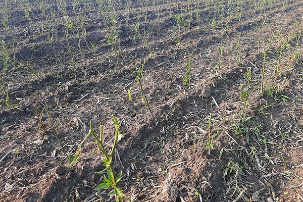 আধা ঘণ্টার শিলার আঘাতে তছনছ ফসলের মাঠ, কৃষকের মাথায় হাত