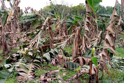 ঝিনাইদহে হঠাৎ ঝড়ে কৃষকের ব্যাপক ক্ষতি
