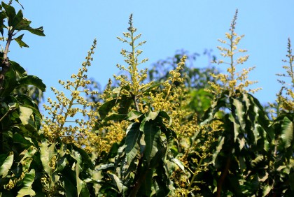 আমের মুকুলের গন্ধে সুরভিত ইবি ক্যাম্পাস