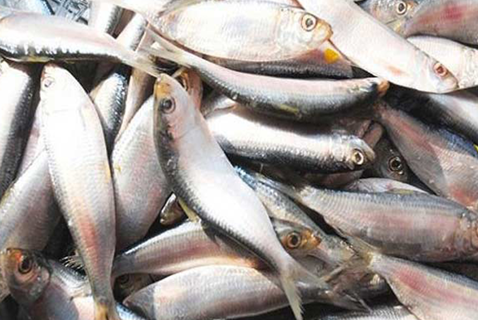 পদ্মা-মেঘনায় দুই মাস মাছ ধরা নিষিদ্ধ