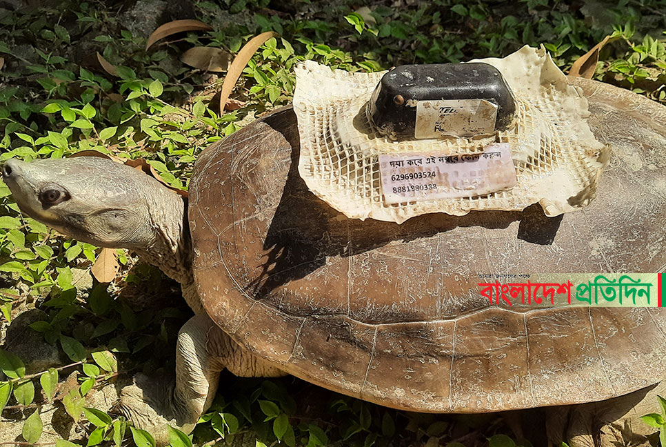 স্যাটেলাইট ট্রান্সমিটার বসানো কচ্ছপ খুলনায় উদ্ধার