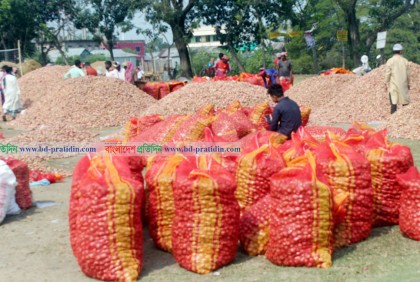 সদরপুরে লোকসানের মুখে পিয়াজ চাষীরা

