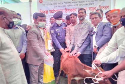 গলাচিপায় মৎস্যজীবীদের মাঝে বাছুর বিতরণ