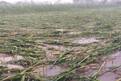 চুয়াডাঙ্গায় শিলাবৃষ্টিতে ফসলের ব্যাপক ক্ষতি