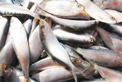 পদ্মা-মেঘনায় দুই মাস মাছ ধরা নিষিদ্ধ