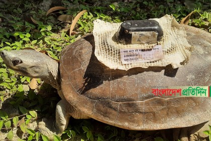 স্যাটেলাইট ট্রান্সমিটার বসানো কচ্ছপ খুলনায় উদ্ধার