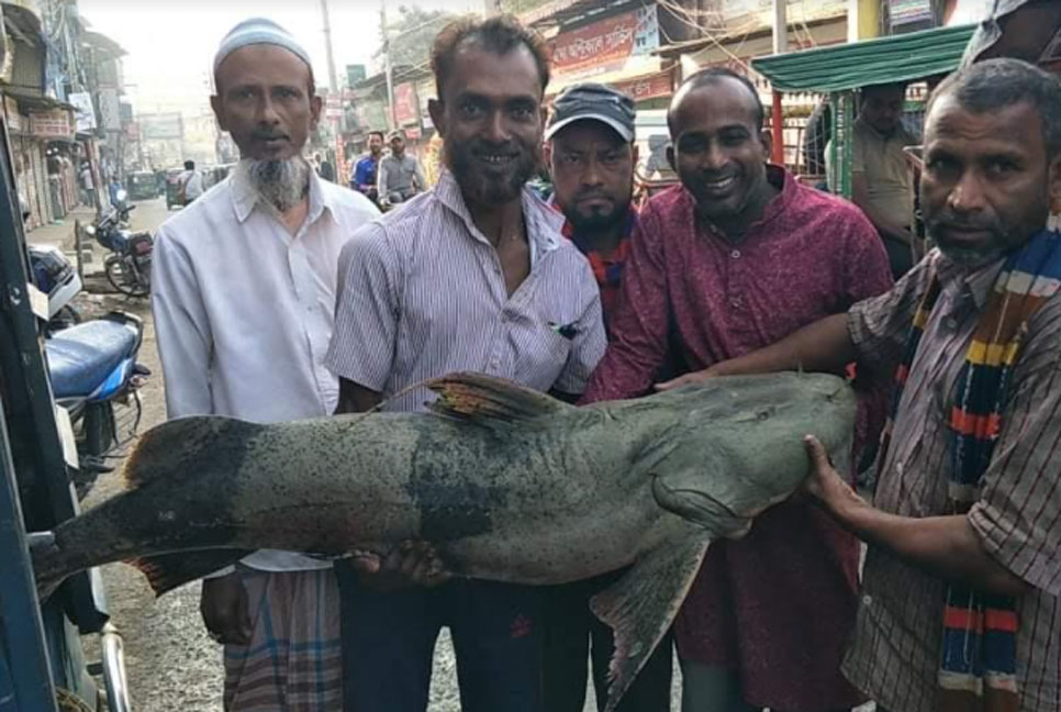 বড়শিতে ধরা পড়ল ৩৩ কেজি ওজনের বাঘাইড় 