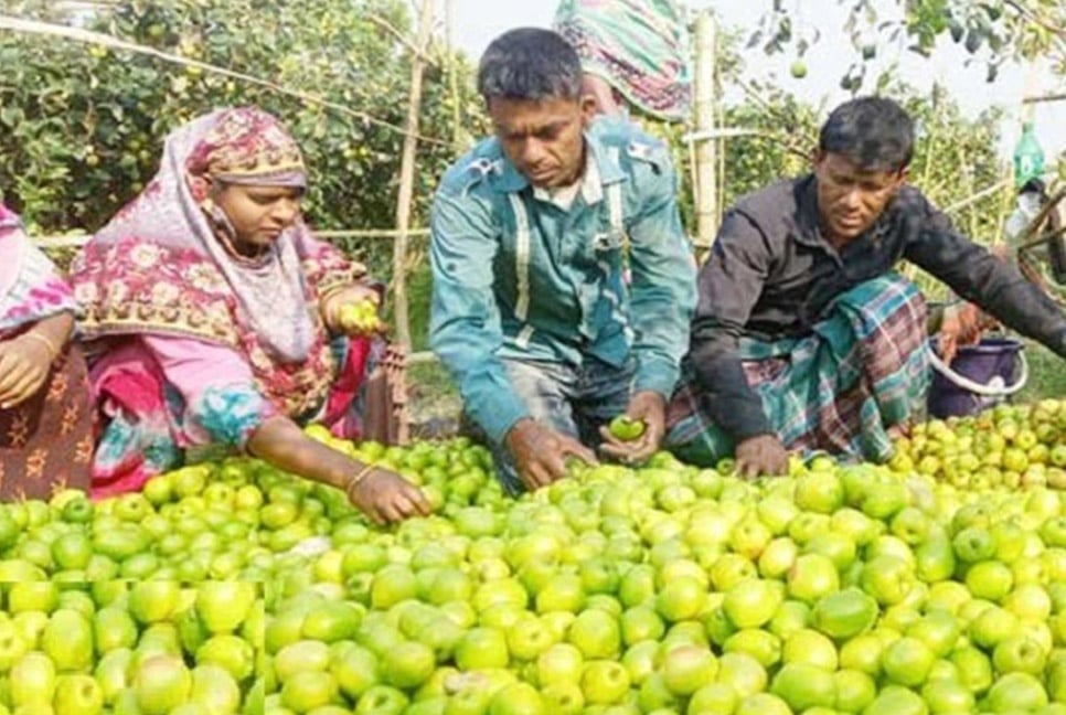 বরই চাষে ওমান ফেরত দুই বন্ধুর সফলতা