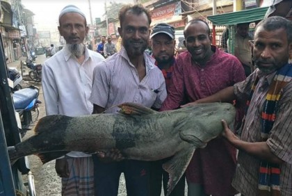 বড়শিতে ধরা পড়ল ৩৩ কেজি ওজনের বাঘাইড় 