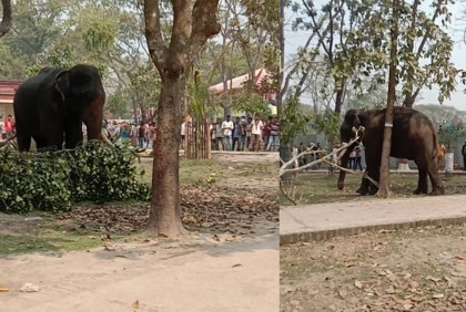 লালমনিরহাটে ‘সঙ্গীর খোঁজে’ বেপরোয়া হাতি, দোকানপাটে ভাঙচুর