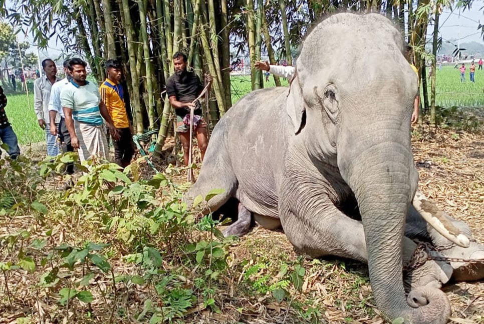 অবশেষে নিয়ন্ত্রণে আসল সেই বেপরোয়া হাতি