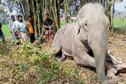 অবশেষে নিয়ন্ত্রণে আসল সেই বেপরোয়া হাতি