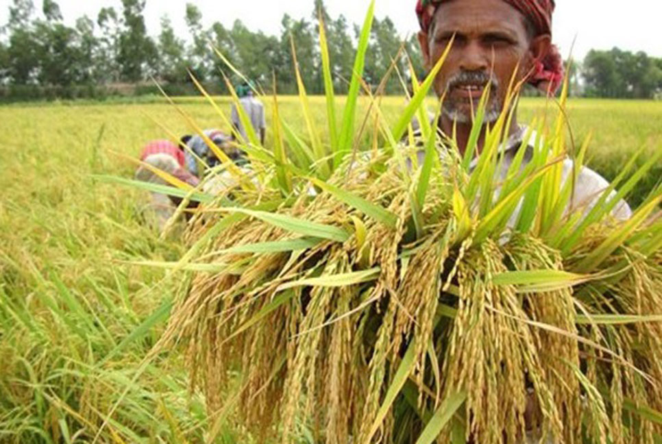 আমদানী নির্ভরতা কমাতে ধানের উৎপাদন বৃদ্ধিতে সুপারিশ 