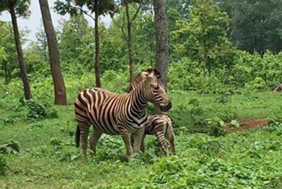 আরও প্রাণী মৃত্যুর আশঙ্কা, দেশে নেই রাসায়নিক গ্রহণ পরিমাপের যন্ত্র
