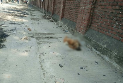 টঙ্গীতে মৃত কুকুরের পচা গন্ধে অতিষ্ঠ পথচারী 