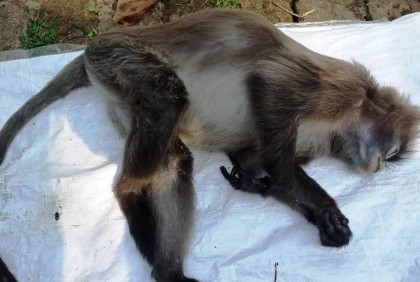 লাউয়াছড়ায় দুই বন্যপ্রাণীর মৃত্যু 