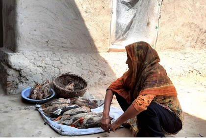 বগুড়ায় জমিতে ছিটানো কীটনাশকে মরল হাঁস 