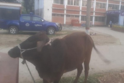 ফুলপুরে গরু চুরির অভিযোগে আটক ৩ 