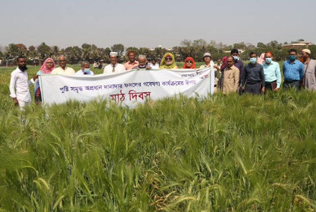 বারিতে পুষ্টি সমৃদ্ধ অপ্রধান দানাদার ফসলের গবেষণা কার্যক্রমের উপর মাঠ দিবস