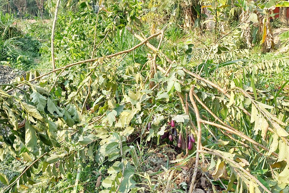 ঝালকাঠিতে ফলদ গাছ কর্তনের অভিযোগ