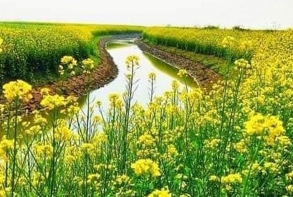 খাল খননের সুফল পাচ্ছেন চলনবিলের কৃষকরা