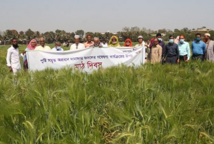 বারিতে পুষ্টি সমৃদ্ধ অপ্রধান দানাদার ফসলের গবেষণা কার্যক্রমের উপর মাঠ দিবস