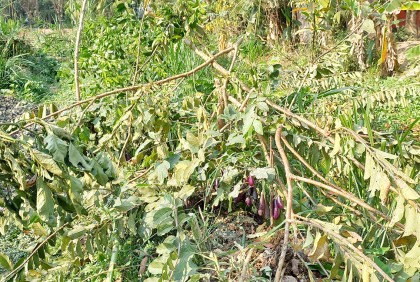 ঝালকাঠিতে ফলদ গাছ কর্তনের অভিযোগ