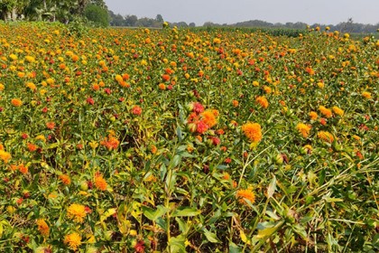 পদ্মার চরের বাতাসে দোল খাচ্ছে  বাহারী রঙের কুসুম ফুল