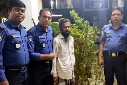 ইউপি মেম্বারের বাড়ির ছাদে গাঁজা চাষ!