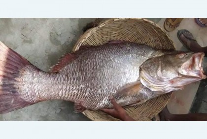 ২৫ কেজির ভোল মাছ ৪ লাখ ৮০ হাজারে বিক্রি