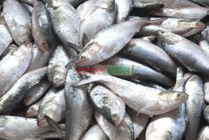 বরিশালে অসময়ে প্রচুর ইলিশ, জেলে ও ব্যবসায়ীরা খুশি