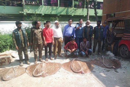 শাপলাপাতা মাছসহ ব্যবসায়ী গ্রেফতার