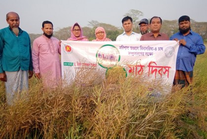 বাবুগঞ্জে বিনা সরিষা-৪ চাষ সম্প্রসারণ বিষয়ক মাঠ দিবস 