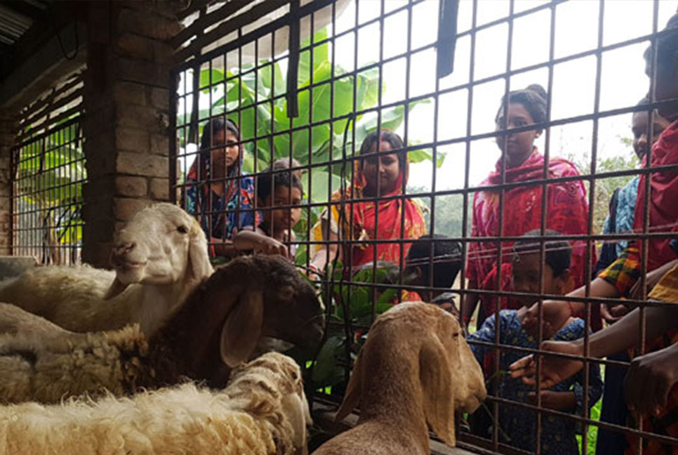 দুম্বার খামার করে চমকে দিলেন সাতক্ষীরার সালাম