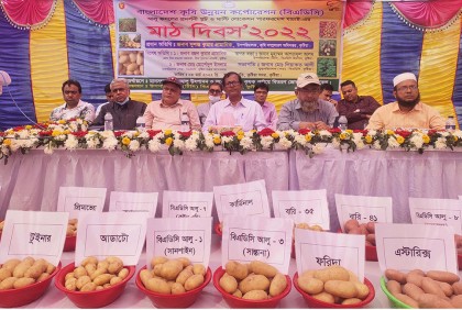 কুষ্টিয়ায় ২০ নতুন জাতের আলু চাষ করেছে বিএডিসি