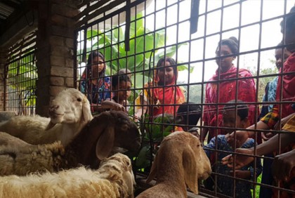 দুম্বার খামার করে চমকে দিলেন সাতক্ষীরার সালাম