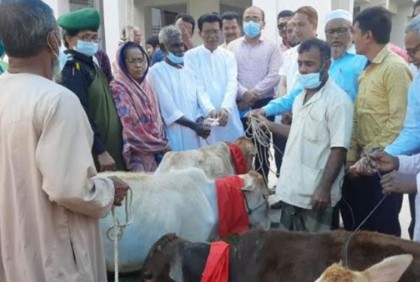 বরগুনায় জেলে পরিবারে মাঝে গরু বিতরণ