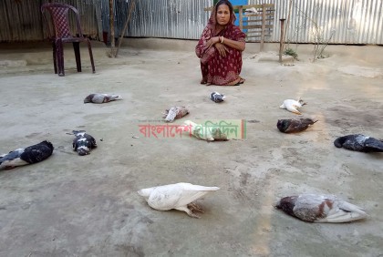 মৌমাছির কামড়ে প্রাণ গেল ৩২ কবুতরের