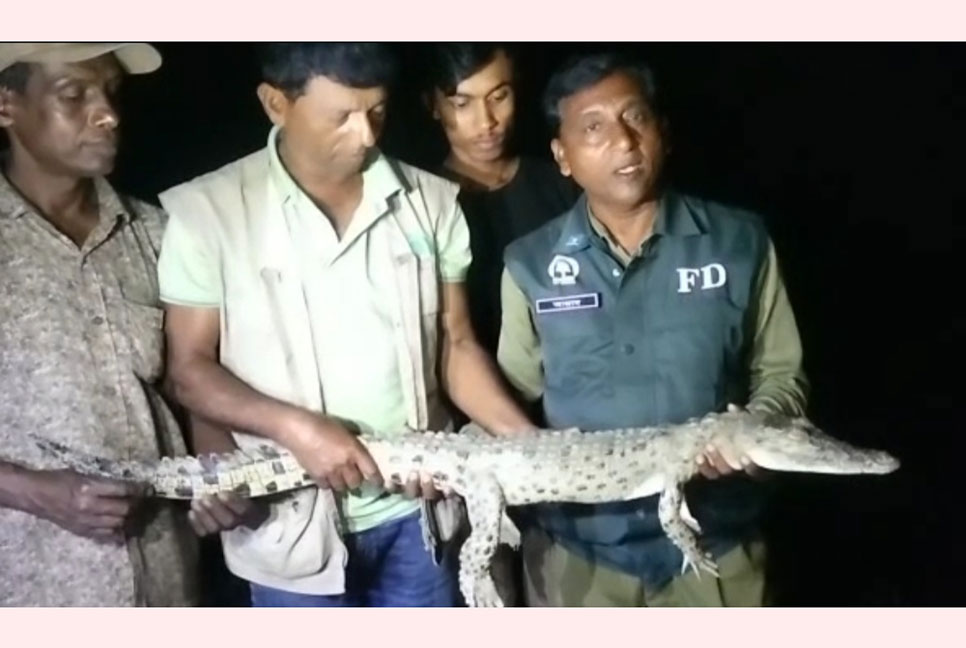 বন উপমন্ত্রীর ফোনে উদ্ধার কুমির, সুন্দরবনে অবমুক্ত