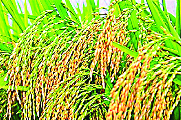 কৃষি উৎপাদনে রোল মডেল বাংলাদেশ