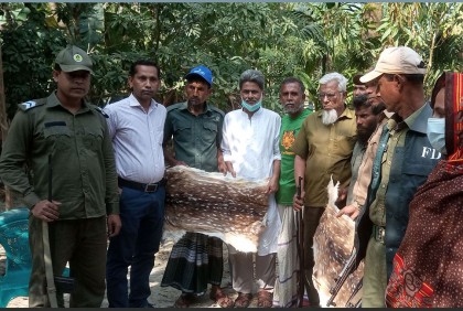 সুন্দরবনের লোকালয় থেকে দুটি হরিণের চামড়া উদ্ধার