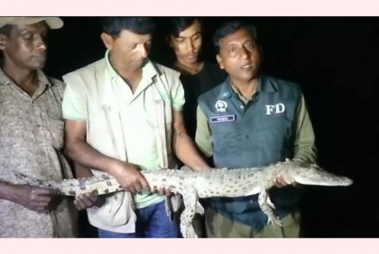 বন উপমন্ত্রীর ফোনে উদ্ধার কুমির, সুন্দরবনে অবমুক্ত