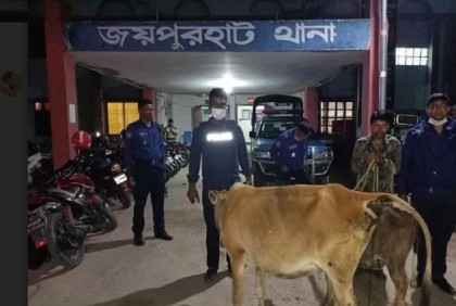 জয়পুরহাটে চোরাই গরুসহ চোর আটক