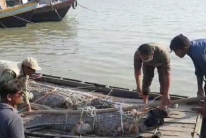 উদ্ধারকৃত ১৪টি বন্যপ্রাণী সুন্দরবনে অবমুক্ত