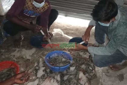চিংড়িতে পুশ করার প্রবণতা বৃদ্ধি, প্রশাসনের হস্তক্ষেপ কামনা 
