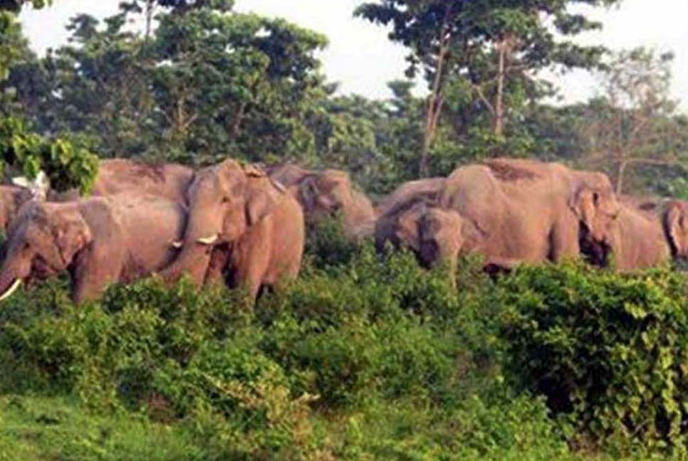 শেরপুর সীমান্তে মানুষ-বন্যহাতির দ্বন্দ্ব শেষ হবে কবে?