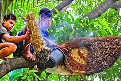 সুন্দরবনে শুরু মধু আহরণ, চলবে আড়াই মাস