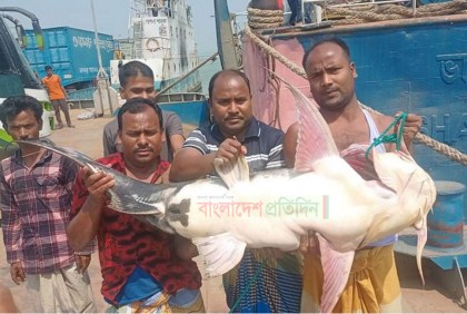 পদ্মায় জেলের জালে ধরা পড়ল ৩৫ কেজির বাগাইড়