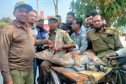 মোংলা ইপিজেডে চিত্রা হরিণ উদ্ধার, সুন্দরবনে অবমুক্ত